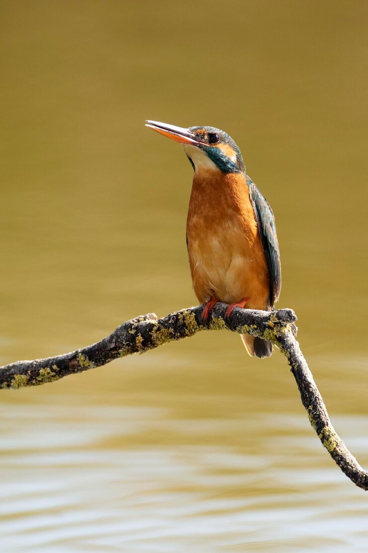 Eisvogel auf seinem Lieblingsbarsch im letzten Licht des Abends