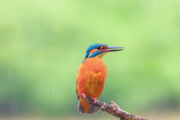 Eisvogel bei leichtem Regen (Alcedo atthis)