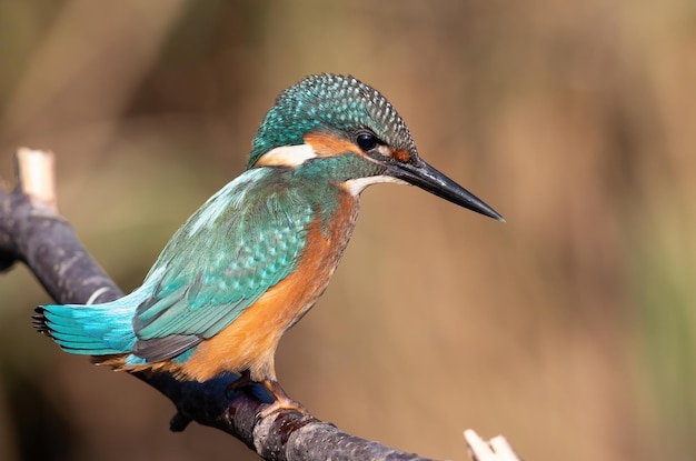 Foto eisvogel ein junger vogel sitzt auf einem ast und schaut ins wasser und wartet auf einen fisch