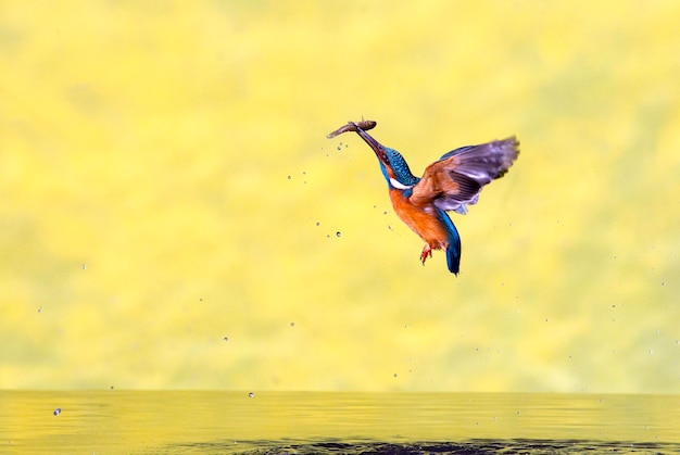 Eisvogel-Männchen, das in einem Fluss eines mediterranen Ökosystems mit den letzten Lichtern fischt