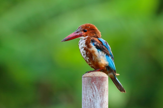 Eisvogel sitzt auf einem Ast.