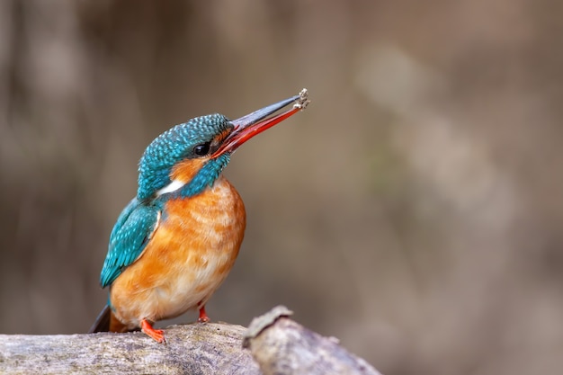 Eisvogel sitzt in der Nähe ihres Nistplatzes mit einem Erdklumpen im Schnabel