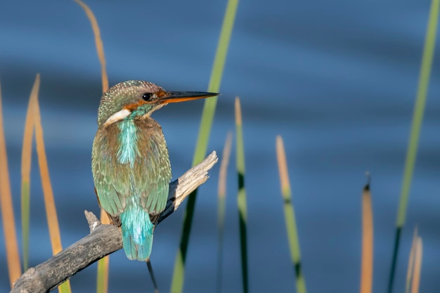 Eisvogel thront auf einem Ast