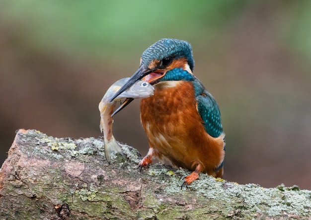 Eisvogel und Fisch