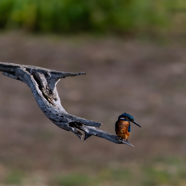 Foto eisvogel