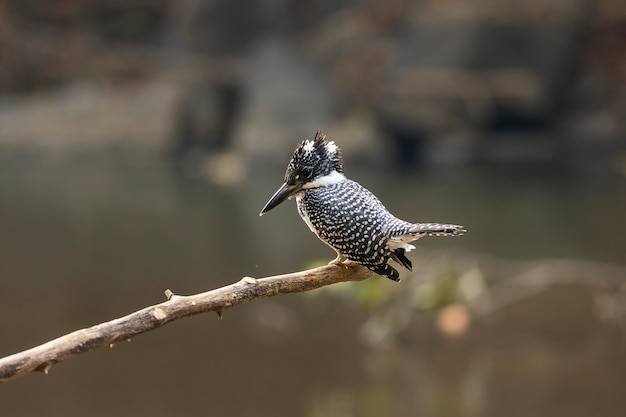 Eisvogel