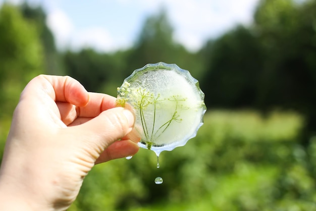 Eiswürfel mit verschiedenen Sommerblumen auf grünem Gras im Sommer.