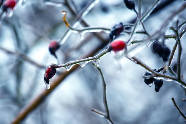 Eiszapfen auf eisigen Baumzweigen Temperaturwechselsaison und Winterwetter im Herbst