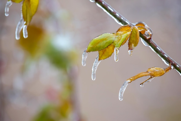 Eiszapfen auf eisigen Ästen und grünen Blättern von Bäumen Jahreszeit von Temperaturänderungen und Winterwetter im Herbst