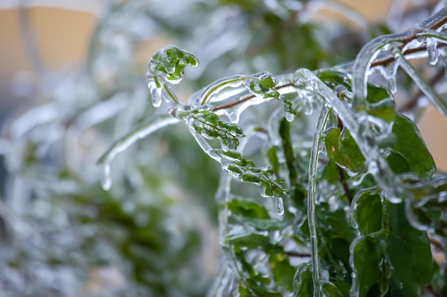 Eiszapfen auf eisigen Ästen und grünen Blättern von Bäumen Jahreszeit von Temperaturänderungen und Winterwetter im Herbst