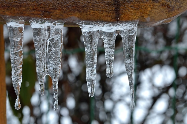 Eiszapfen, die an einem Ast hängen