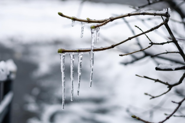 Eiszapfen hängen von den Ästen herab