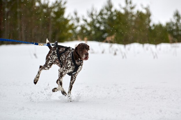 Ejecución de perro puntero en carreras de perros de trineo. Competencia de equipo de trineo deportivo de perros de invierno