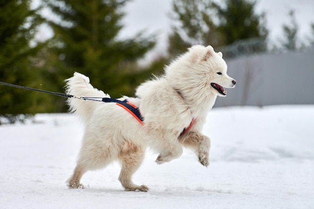 Ejecución de perro samoyedo en carreras de perros de trineo. Competencia de equipo de trineo de deporte de perro de invierno.