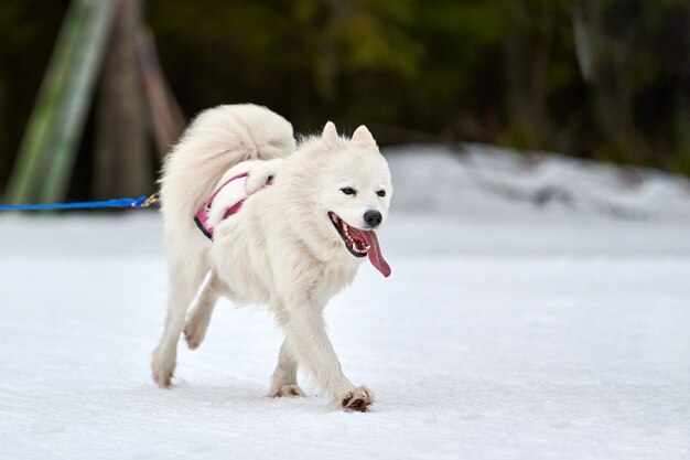 Ejecución de perro samoyedo en carreras de perros de trineo. Competencia de equipo de trineo deportivo de perros de invierno