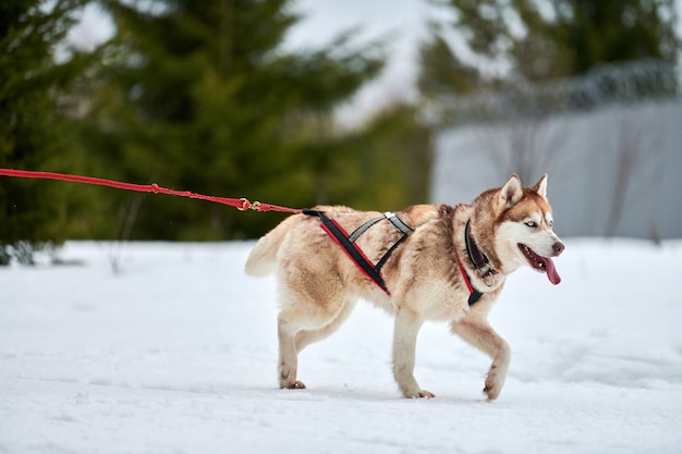 Ejecución de perros en carreras de perros de trineo en nevados cross country road