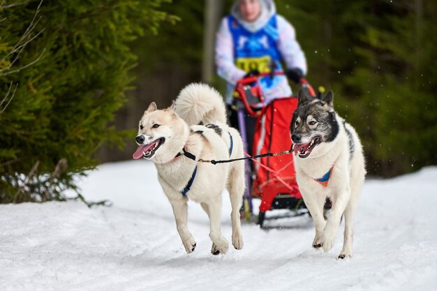 Foto ejecución de perros en carreras de perros de trineo en nevados cross country road