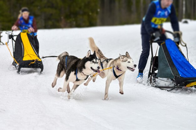 Ejecución de perros en carreras de perros de trineo en nevados cross country road