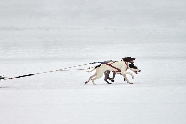 Ejecución de perros en carreras de perros de trineo en nevados cross country road