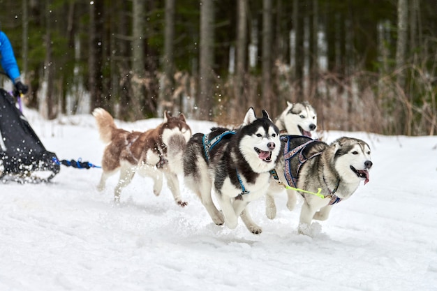 Ejecución de perros en carreras de perros de trineo en nevados cross country road