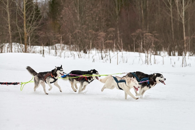 Ejecución de perros en carreras de perros de trineo en nevados cross country road