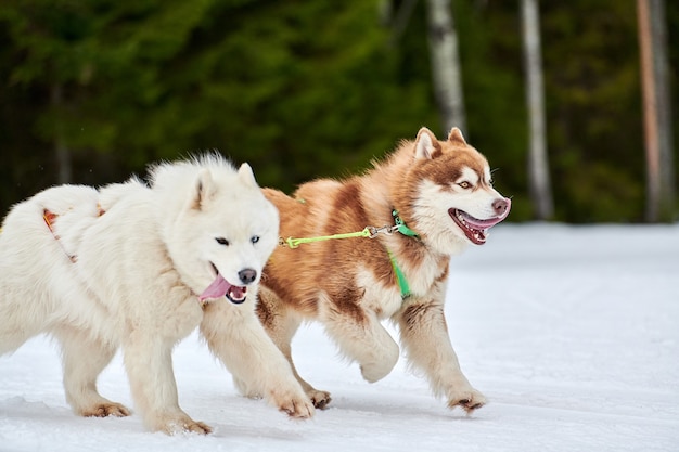 Ejecutando Husky y Samoyedo en carreras de perros de trineo. Competencia de equipo de trineo deportivo de perros de invierno