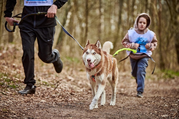Ejecutando padre y niña tirando de un perro de trineo Husky siberiano en el arnés en el camino del bosque de otoño