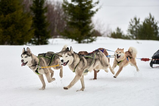 Ejecutando perro Husky en carreras de perros de trineo. Competencia de equipo de trineo de deporte de perro de invierno.