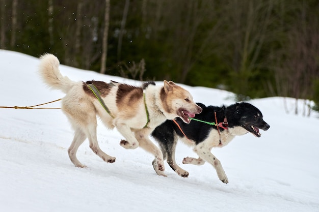 Ejecutando perro Husky en carreras de perros de trineo. Competencia de equipo de trineo deportivo de perros de invierno