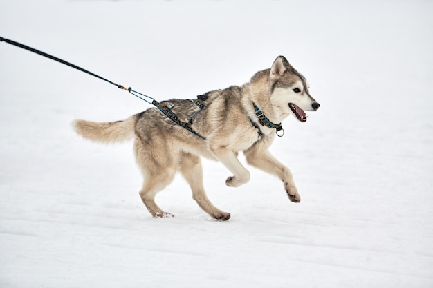 Ejecutando perro Husky en carreras de perros de trineo