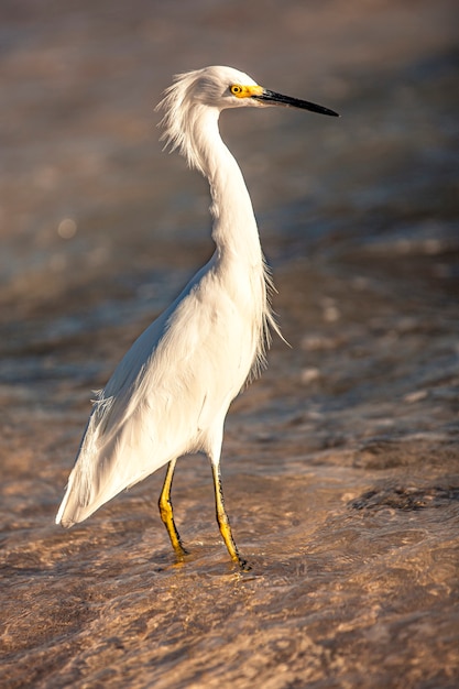 Ejemplar de Bubulcus Ibis cerca de la orilla del mar en una playa en República Dominicana