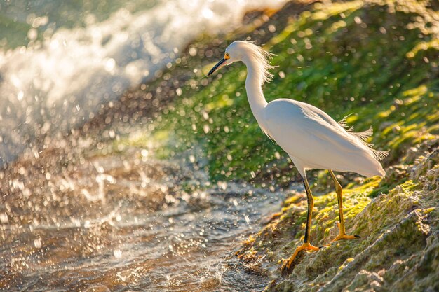 Ejemplar de Bubulcus Ibis cerca de la orilla del mar en una playa en República Dominicana