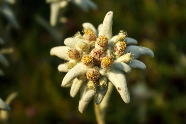 Un ejemplar de la flor de las nieves (Leontopodium alpinum)