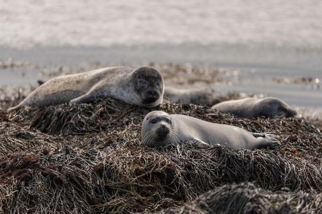 Ejemplar de foca en la playa islandesa