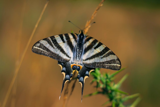 Ejemplar de Papilio glaucus, mariposa tigre o cola de golondrina.