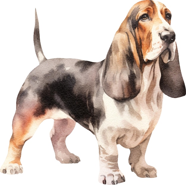 Foto ejemplo lindo de la acuarela del perro basset