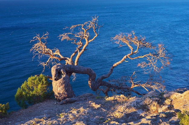 Ejemplo de supervivencia en duras condiciones. El viejo árbol torcido crece sobre la roca. Vista del mar. Tarde soleada