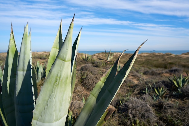 El Saler praia de Valência no Mediterrâneo