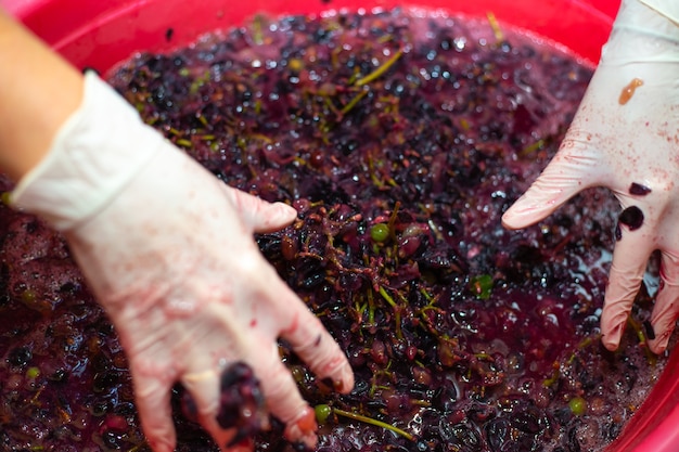 Elaboración de vino. Mujer manos arruga racimos de uvas en una palangana. Pulpa de bayas jugosas, enfoque selectivo.