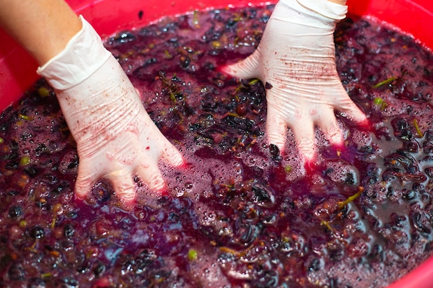 Elaboración de vino. Mujer manos arruga racimos de uvas en una palangana. Pulpa de bayas jugosas, enfoque selectivo.