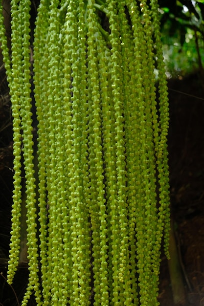 elaborado a partir de las semillas de la palmera (Arenga pinnata). Fruta de azúcar de palma o semillas de kolang-kaling.