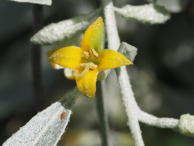 Elaeagnus-Blüten