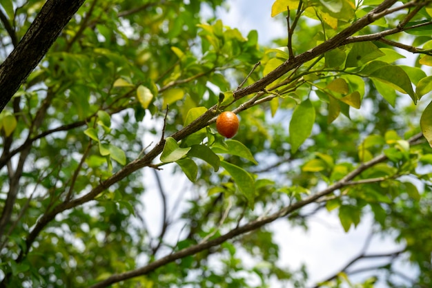 Elaeagnus latifolia fruta madura en el árbol