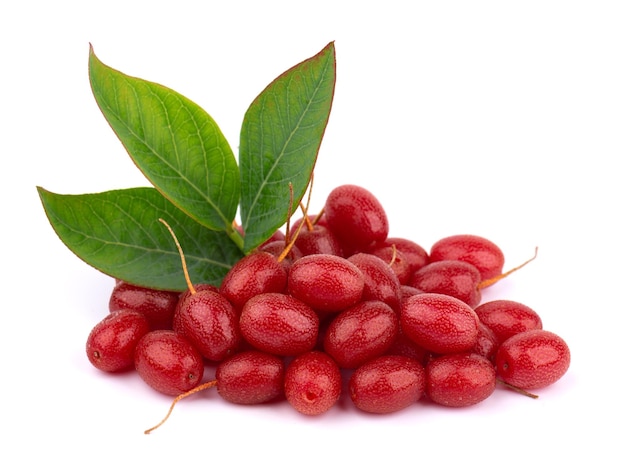 Elaeagnus multiflora isolada em fundo branco Cherry elaeagnus cherry silverberry goumi ou gumi berry