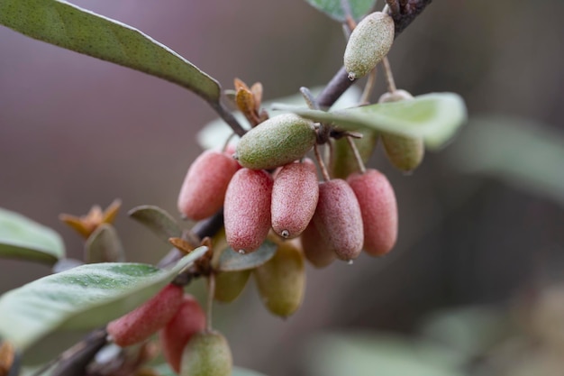 Foto elaeagnus pungens é uma espécie de planta com flor da família elaeagnaceae conhecida pelos nomes comuns azeitona espinhosa oleaster espinhoso e silverthorn