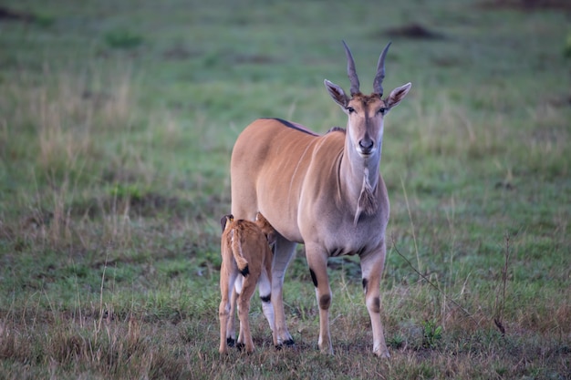 Eland común en la sabana