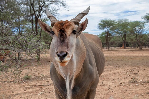 Foto eland oder eland-antilope auf der savanne des etosha-nationalparks in namibia