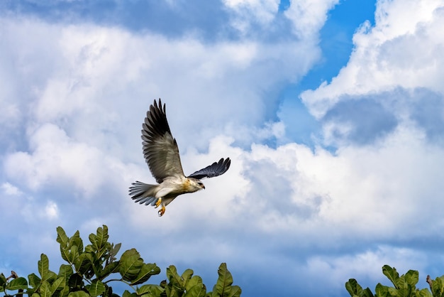 Un elanus caeruleus blackshouldered o blackwinged kite en el Masai Mara Kenia