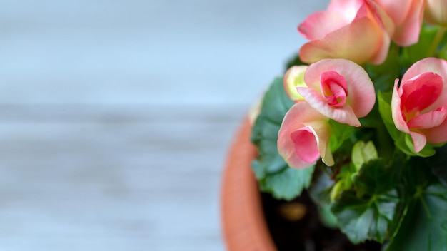 Elatior de begônia rosa em um vaso Hobby de plantas de casa