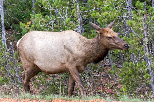 Elch oder Wapiti Cervus Canadensis am Straßenrand